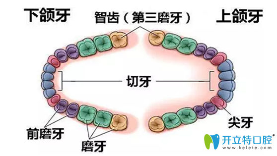首先我們了解一下什么是智齒