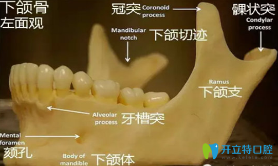 4顆智齒全拔了會瘦臉