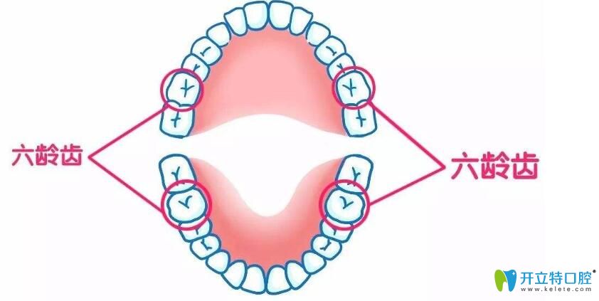 六齡齒