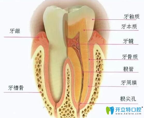 牙槽骨萎縮還能恢復(fù)嗎
