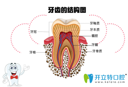 怎么判斷要做根管治療？齲齒傷到牙神經(jīng)的標(biāo)志