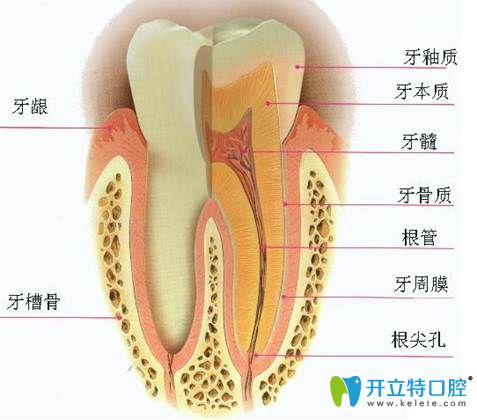 北京西諾口腔包旭東主任介紹牙體牙髓如何治療