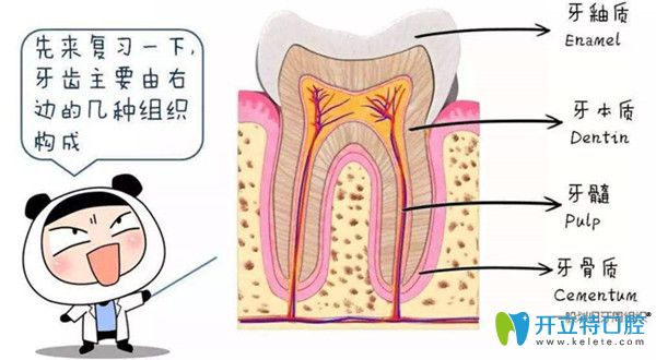 牙齒的結(jié)構(gòu)圖 牙齒的結(jié)構(gòu)圖