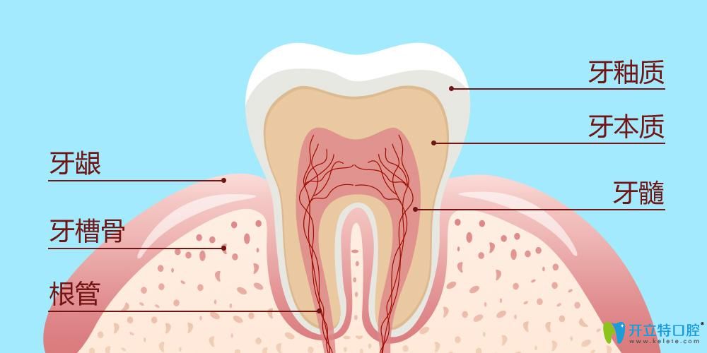 牙釉質(zhì)結(jié)構(gòu)分布示意圖