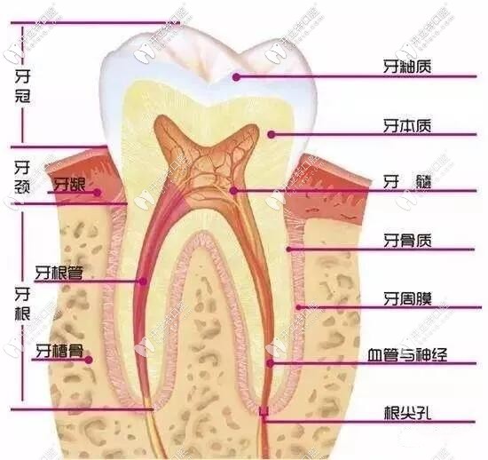 門(mén)牙牙齒摔斷了如果不能接上,樹(shù)脂補(bǔ)牙和嵌體修復(fù)這樣選