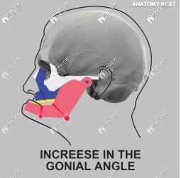 缺牙加速面容衰老