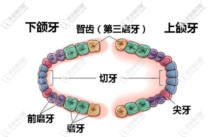 矯正牙齒需要拔智齒嗎？你可知正畸沒(méi)拔智齒的后果