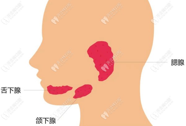口腔內(nèi)分布著三大涎腺（唾液腺），是腮腺、頜下腺和舌下腺